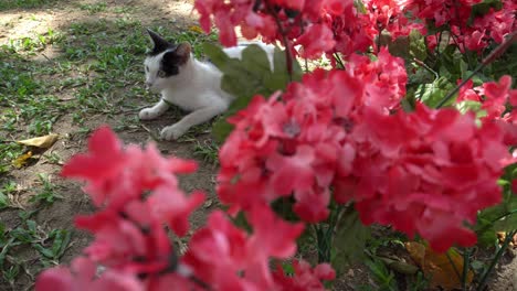 Cat-and-red-flower